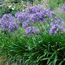 Image result for Agapanthus africanus
