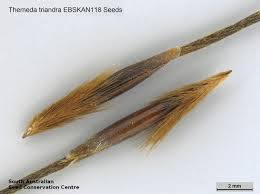 Image result for Themeda