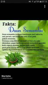 Sambung nyawa dapat ditemukan di. Daun Semambu Antara Khasiat Dan Amaran Kitareporters Semua Boleh Jadi Reporter