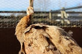 We did not find results for: Should I Let My Peacocks Roam Free Backyard Chickens Learn How To Raise Chickens