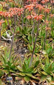 Image result for Aloe komatiensis