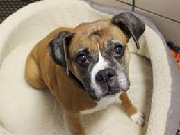 We did not find results for: Boxer Dog For Adoption In Fort Wayne Indiana Becca In Fort Wayne Indiana Dog Adoption Rescue Dogs For Adoption Boxer Rescue