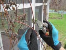 How to prune clematis in spring. Pruning Clematis In Early Spring Horticulture