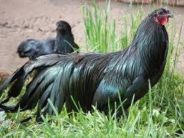 Agen Sabung Ayam Online Burung Cantik Ayam Burung