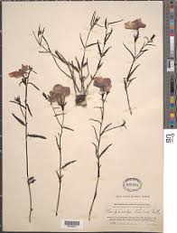 Image result for Cycnium tubulosum