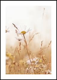 Maybe you would like to learn more about one of these? Fiori Di Campo Poster Poster Botanici Posterstore It