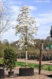 We also grow instant hedging, all grown in airpots to ensure the finest fibrous root system in the industry, enabling year round planting. Magnolia X Loebneri Merrill Magnolia Tree Shrub Majestic Trees Flowering Trees Magnolia Garden Magnolia Trees