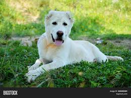 A figure of the modern turkmen alabai with cut ears and tail and hardly visible transition of a forehead to a muzzle and a strong body can be seen in it. Beautiful White Alabai Image Photo Free Trial Bigstock