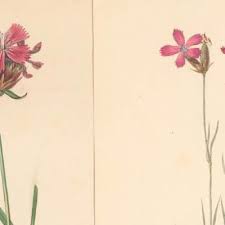 Image result for Dianthus chimanimaniensis