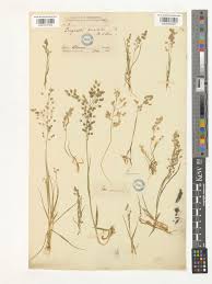 Image result for Eragrostis viscosa