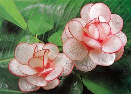 Check spelling or type a new query. Radish Flower Temple Of Thai