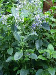 Image result for Brillantaisia cicatricosa