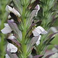 Image result for Acanthus mayaccanus