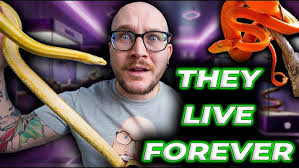 Tips for taking care of a pet snake