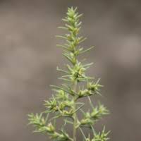 Image result for Salsola rabieana