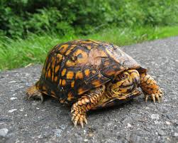 All About Box Turtles Welcome Wildlife