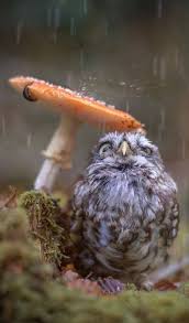 Birds That Start With F Nature Provides Mushroom Umbrella F Nature Animals Animals Wild Beautiful Birds