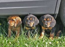 Tyrolean Hound Tiroler Bracke Dogs Puppy Cute Puppies Dogs Animals