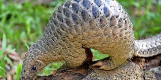 We did not find results for: Coronavirus Konnte Pangolin Retten Panorama Badische Zeitung