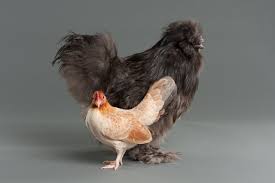 How big is a 9 year old liege fighter? Now Coming To A Backyard Near You Weird Chickens Wsj