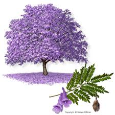 Image result for Jacaranda mimosifolia