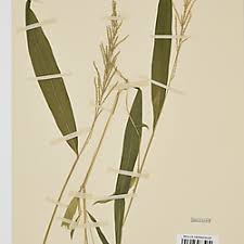 Image result for Setaria homonyma