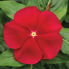 Vinca annual flowers for sale. Cora Red Vinca Seeds Annual Flower Seeds