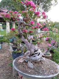 Dalam dunia bonsai, banyak sekali hal yang harus kita pelajari, karena setiap jenis pohon yang akan kita bonsai, memiliki cara yang khusus dalam penanganannya. Bonsai Bunga Kertas Home Furniture Gardening On Carousell