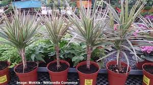 Most grow to about 4 to 7 feet tall, which is about eye level. Dracaena Marginata Plant Care How To Grow Dragon Tree