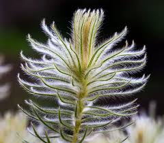 Image result for Phylica