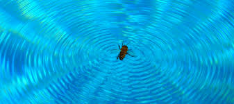 Swimming pools, saunas & hot tubs. How To Keep Bees Out Of Pool And Avoid Other Stinging Insects Abc Blog