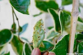 Последние твиты от umbrella tree (@umbrellatree_). Plant Pests Aphids Mealybugs And How To Control Them