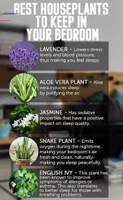 Indoorplants In 2020 House Plants Indoor Plants Inside Plants