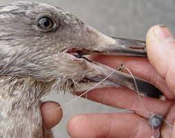 Maybe you would like to learn more about one of these? Fishing Line Is A Death Trap For Coastal Wildlife Save Coastal Wildlife