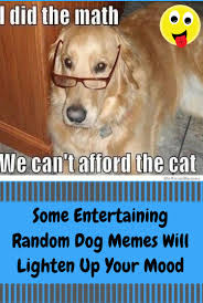 Some Entertaining Random Dog Memes Will Lighten Up Your Mood Dog Memes Memes Comebacks Memes