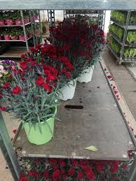 Σύμφωνα με ρεπορτάζ του protothema.gr, προκύπτει, μέσα από λόγια κατοίκου του νησιού, νεότερη εξέλιξη που θέλει τον νεαρό να έχουν δει περαστικοί με ματωμένο κεφάλι. An8h Fyta Ellh Garyfallia Mini Arwmatikh Timh Glastras Facebook