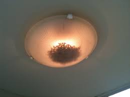 Do Led Lights Attract Bugs And Insects And Ten More Amazing Facts About Light Emitting Diodes Or Leds Led Lights Fun Facts Light Emitting Diode