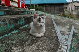 Tashirojima The Japanese Island Ruled By Cats Cat Island Cat Island Japan Cats