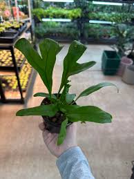 Image result for Microsorum punctatum
