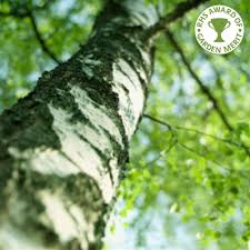 This tree species, which grows in different colors such as red, brown, white, and yellow, is used in many different sectors. Betula Pendula Native Silver Birch Trees Ornamental Trees Ltd
