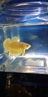 We support all android devices such as samsung, google, huawei, sony, vivo, motorola. 18k Gold Betta Collection Ken S Mini Betta Farm Facebook