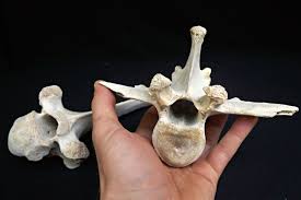Real Cow Spine Natural Cow Bone Macabre Bone Art Supply Etsy Cow Bones Bone Art Animal Skulls