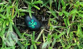 The player can mine the. Four Leaf Clover Stone Hunt For St Patty S Day Alpha Mom