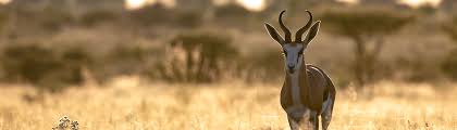 Looking for a wider audience? Botswana Kalahari Moremi