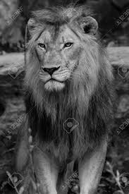 Lion Noir Et Blanc Adulte Male Lion Banque D Images Et Photos Libres De Droits Image 74578584 Un guide simple et rapide vous indiquera la marche à suivre pour obtenir vos premières clefs du lion noir sans dépenser de gemmes. lion noir et blanc adulte male lion