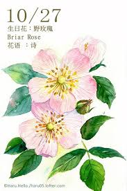 每日一花10 27 生日花 haru hello flower painting watercolor plants watercolor illustration