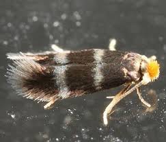 Image result for Stigmella continuella