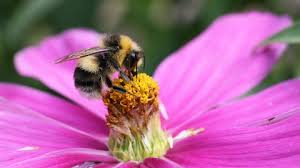 We did not find results for: White Tailed Bumblebee The Wildlife Trusts