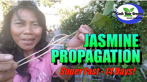 PROPAGATING JASMINE