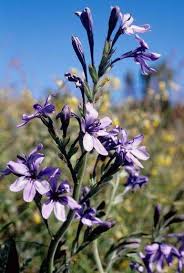 Image result for Babiana